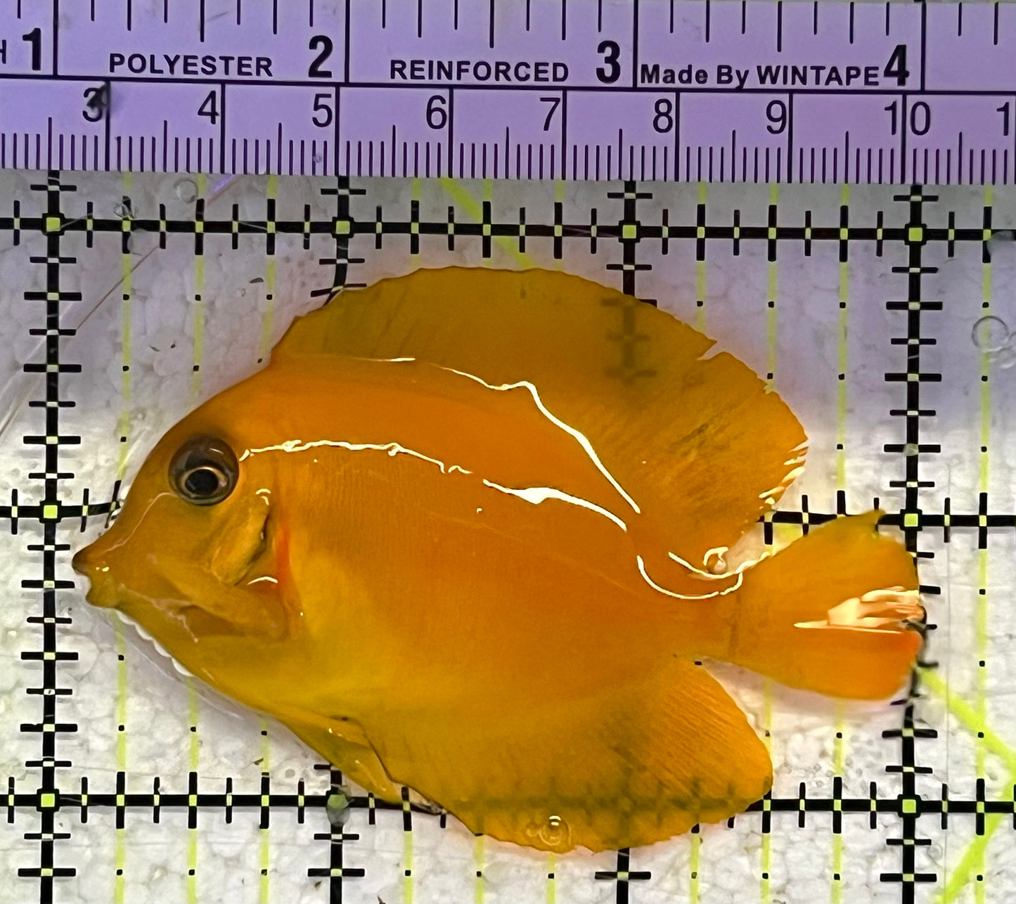 Yellow Mimic Tang (Chocolate Tang When it is Adult) YMT033101 WYSIWYG Size: M 3" approx