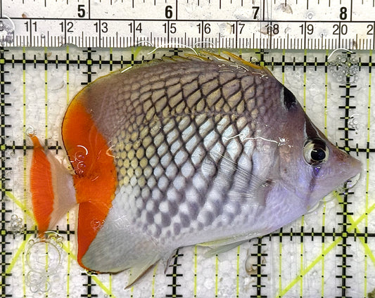 Pearlscale Butterflyfish PB040102 WYSIWYG Size: M 4” approx