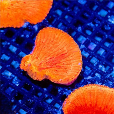 Aussie Diablo Diaseris Mother Colony (Hardy and Fragable) ADDMC101301 WYSIWYG
