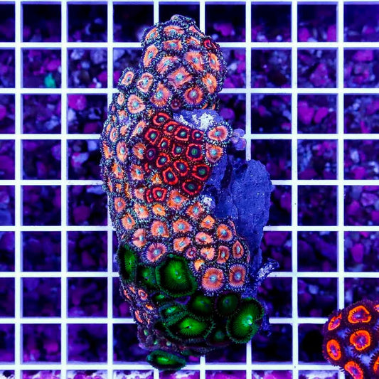 Ultra Aussie Big Pink Gold Palythoa Mother Colony UABPGPMC022711 WYSIWYG