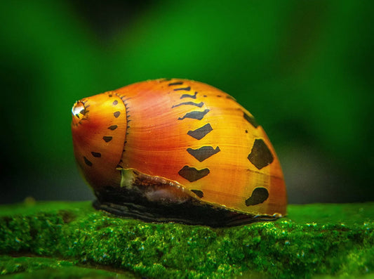 Red Onion Snail