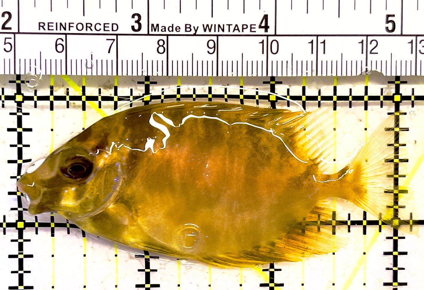 Blackeye Golden Spotted Rabbitfish BGSR030201 WYSIWYG Size: ML 3" approx