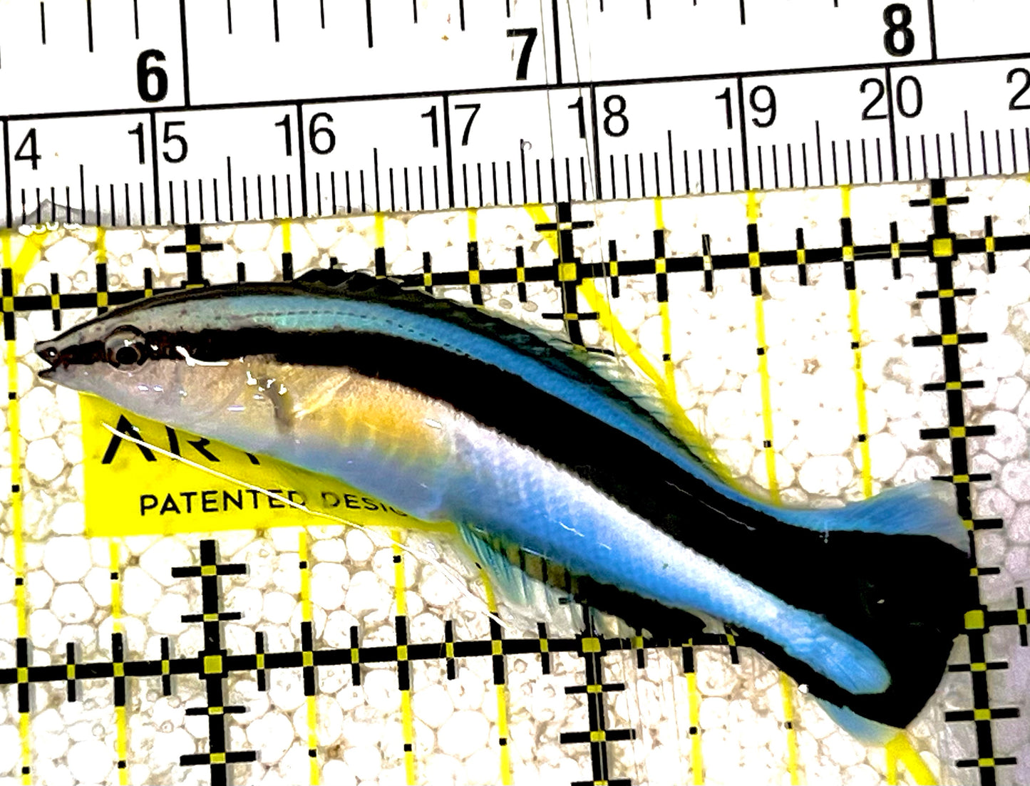 Blue Cleaner Wrasse BCW031601 WYSIWYG Size: XL 2.5" approx