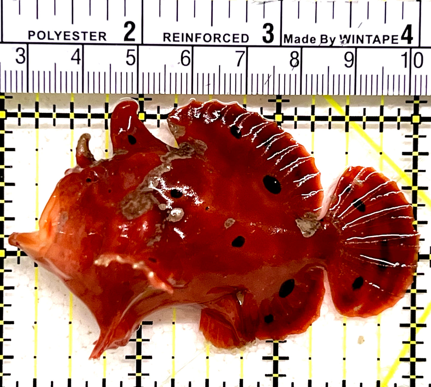Red Warty Angler RWA062801 WYSIWYG Size: L 3" approx