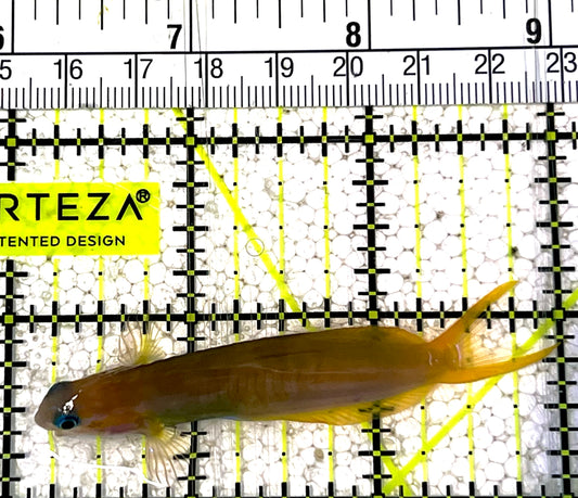 Golden Midas Blenny Africa GMBA031802 WYSIWYG Size: M 2.75" approx