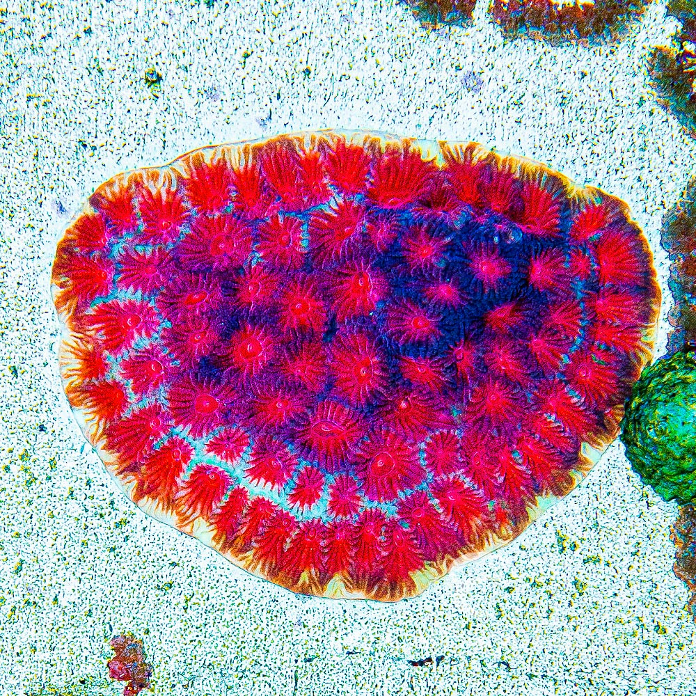 Solar Flare Favia Frag (Aquacultured) Size: M 0.75” to 1” Approx Frag