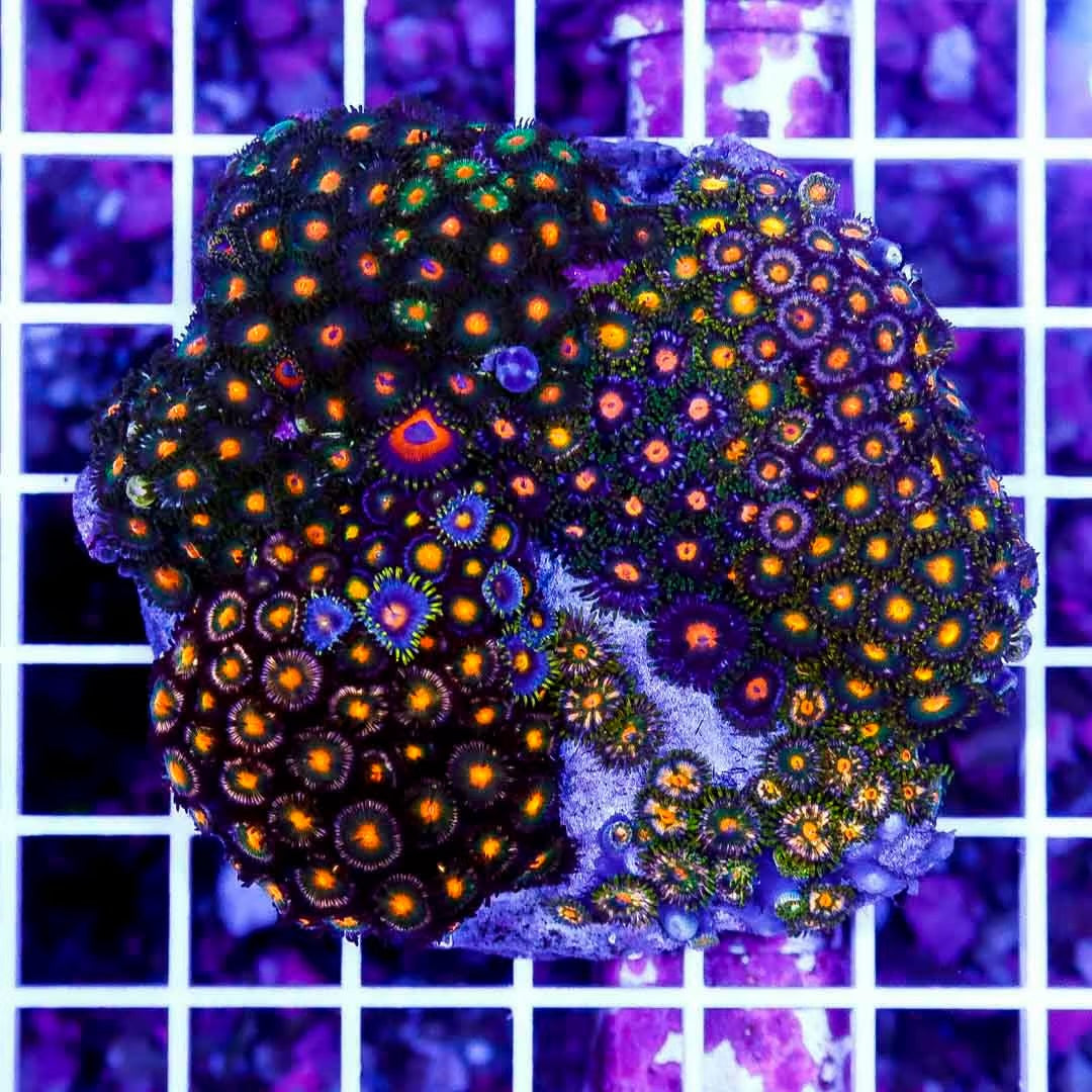 Indo Zoa Mini Reef (Cultured) IZMR022705 WYSIWYG