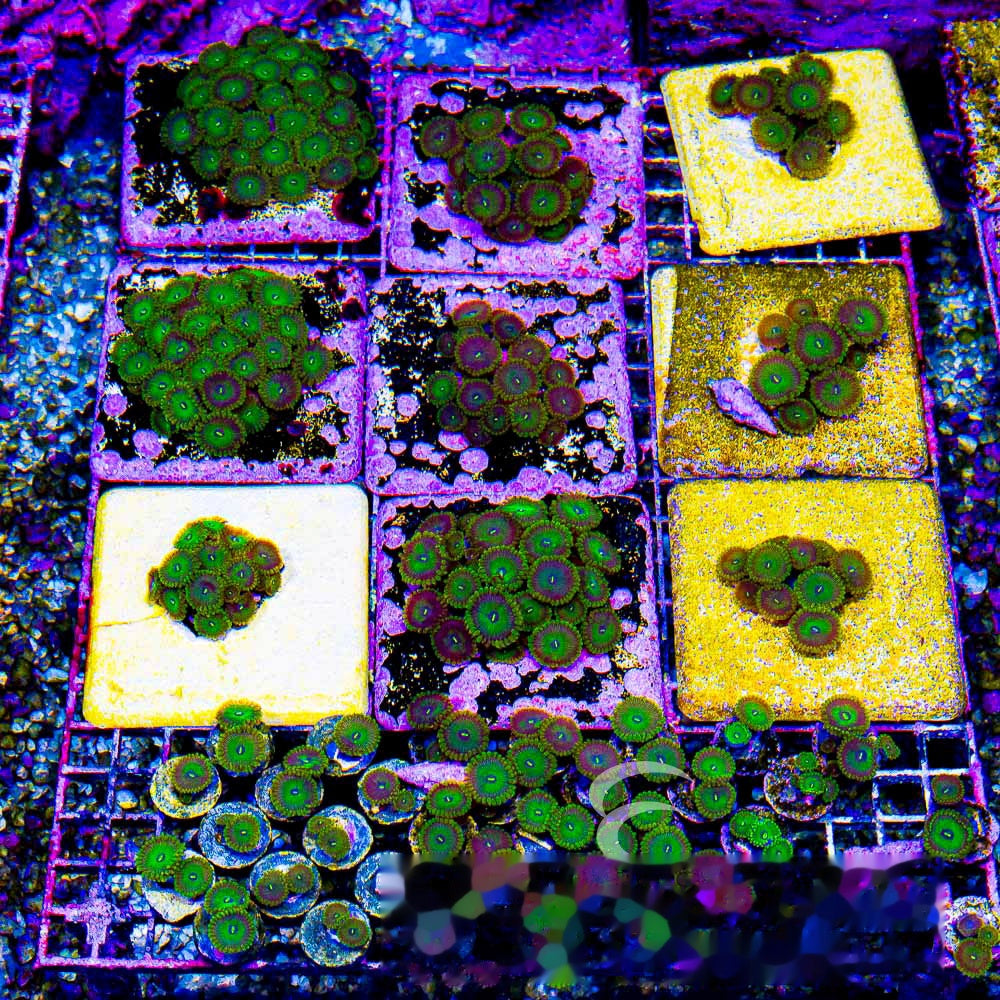 Aquacultured Grouchy Green Zoanthid Frag (2+Polyp Average) Size: M 0.75” to 1” Frag