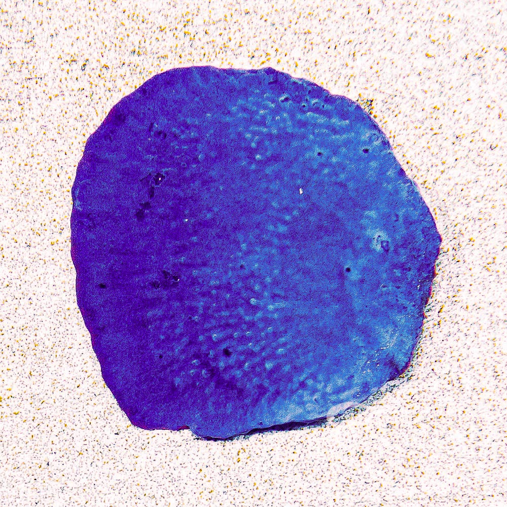 Blue Plating Photosynthetic Sponge Frag (Aquacultured) Size: M 0.75" to 1" Approx Frag
