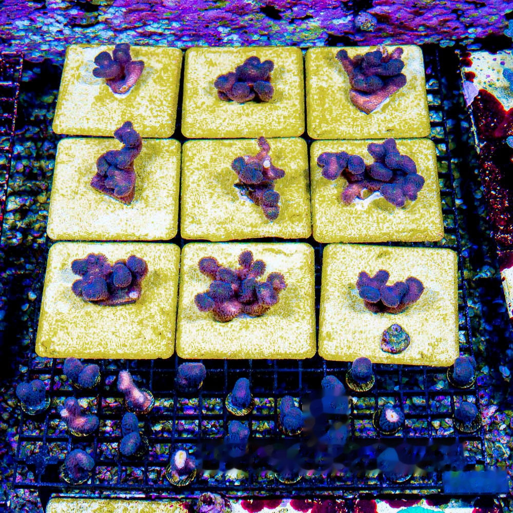 Tidal Gardens OG Tyree Rainbow Stylophora Frag (Aquacultured) Size: M 0.75" to 1" Approx Frag