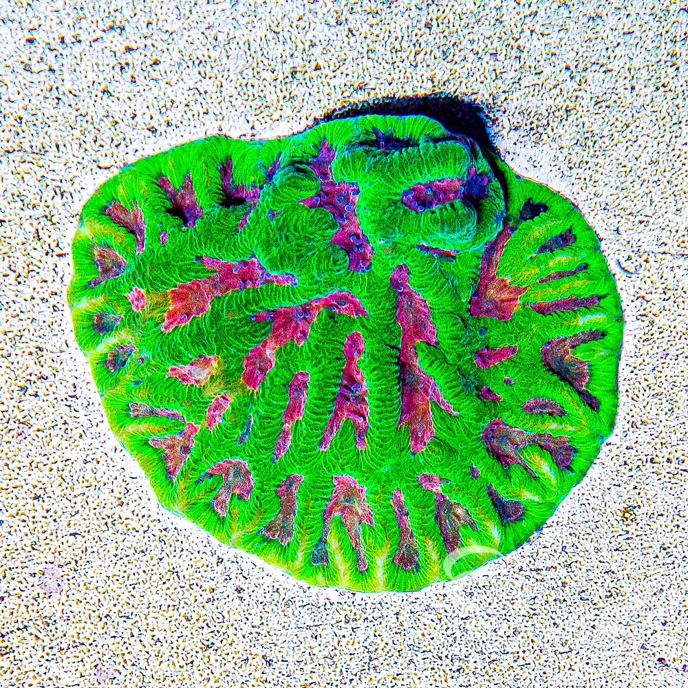 Tidal Gardens Pink Platypus Platygyra Frag (Aquacultured) Size: M 0.75" to 1" Approx Frag