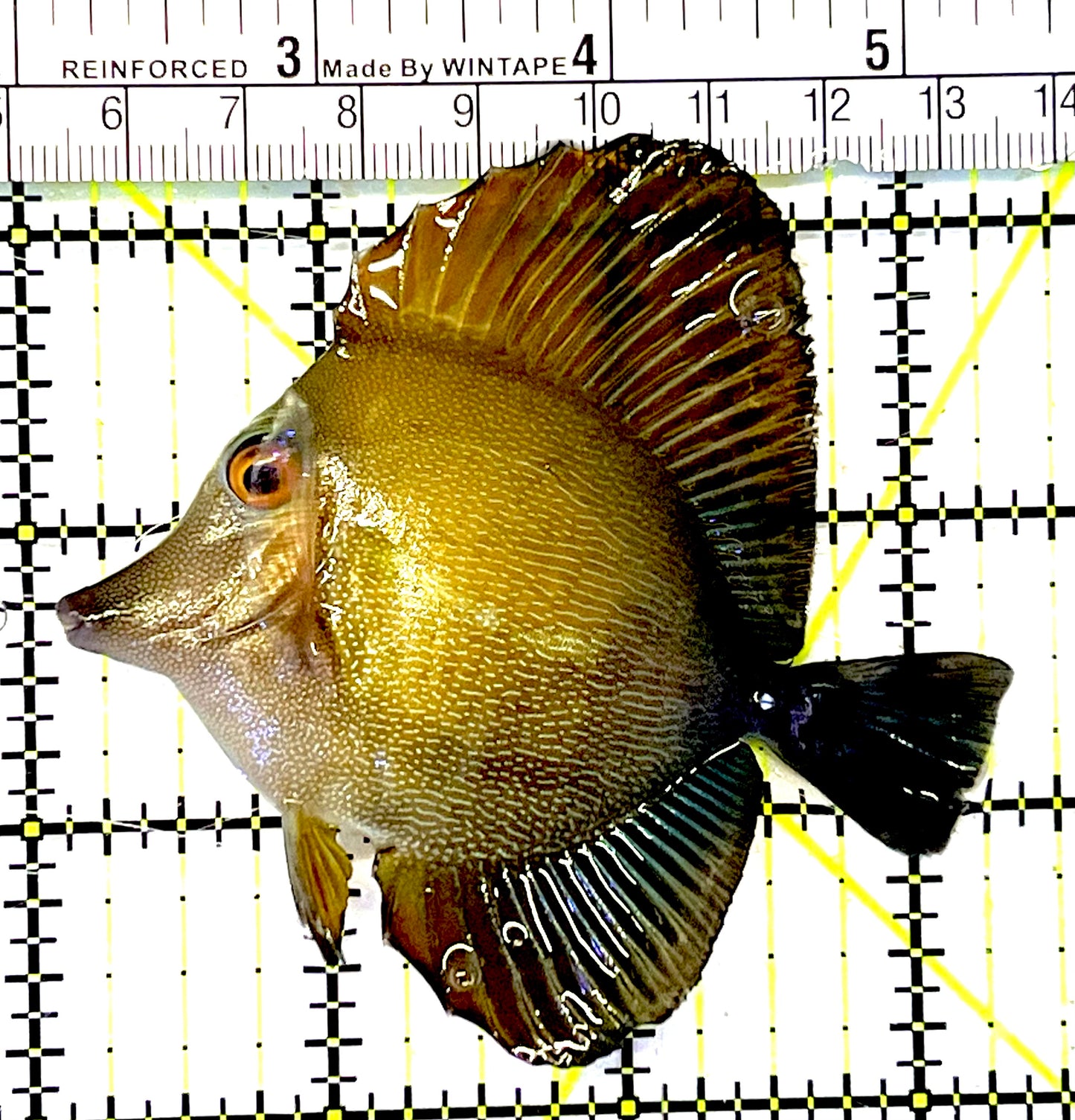 Scopas Tang ST032001 WYSIWYG Size: M 3.25" approx