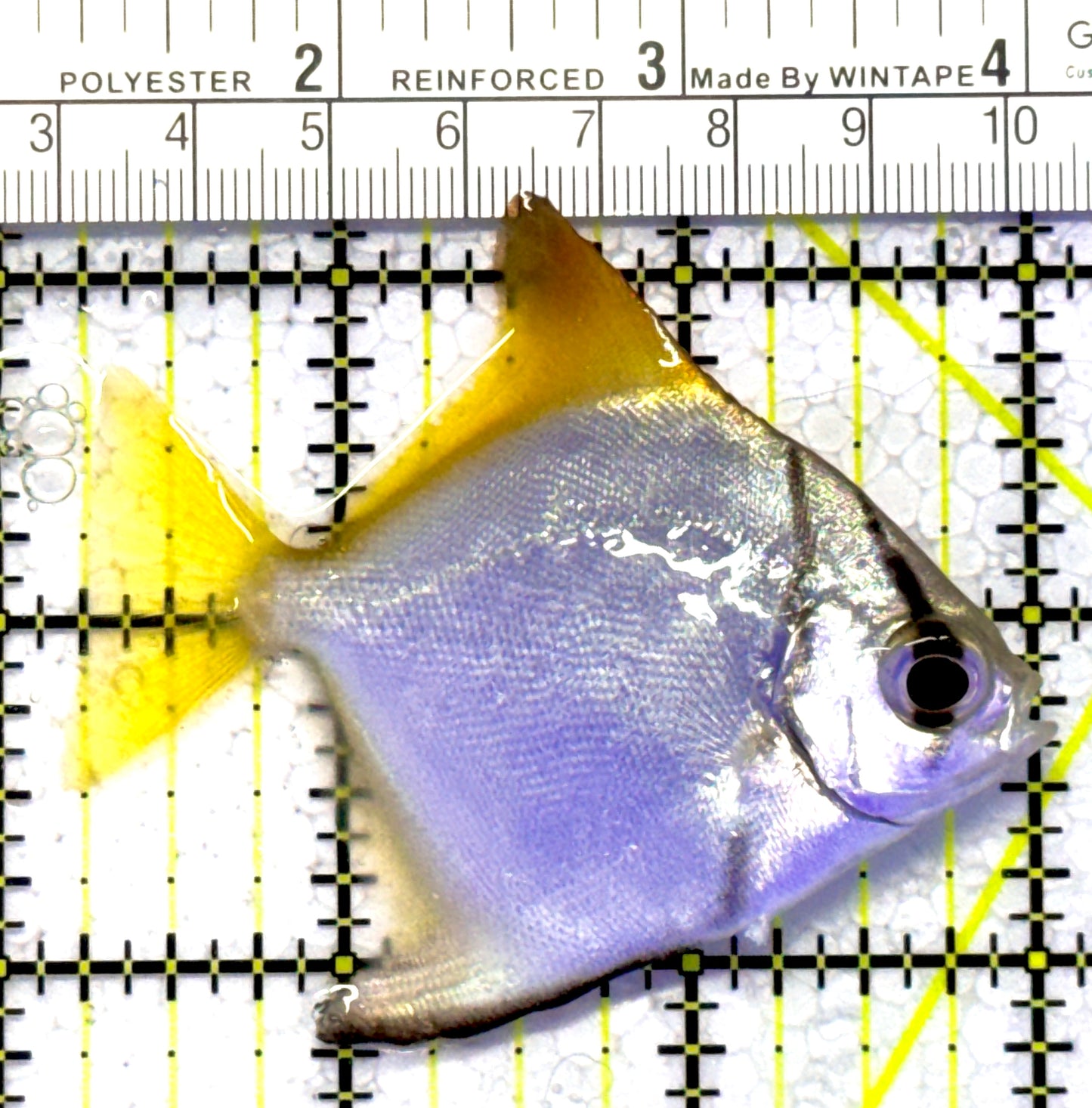 Mono Angelfish MA122602 WYSIWYG Size: ML 2.75" approx