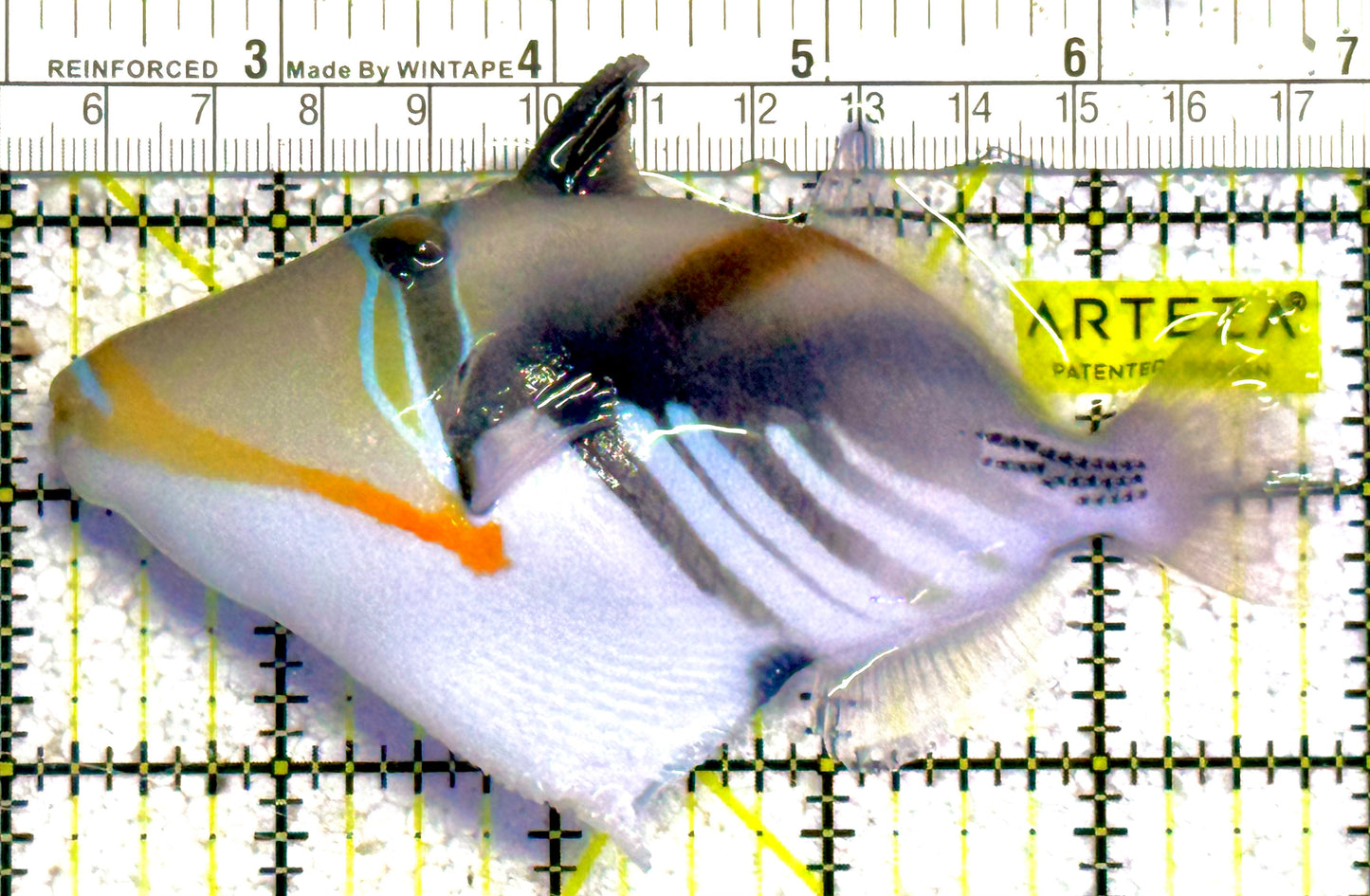 Bursa Triggerfish BT030301 WYSIWYG Size: L 4.75" approx
