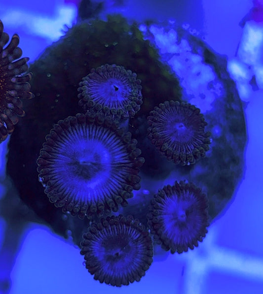 Aquacultured Zoanthids/Playthoa AZP031522 WYSIWYG