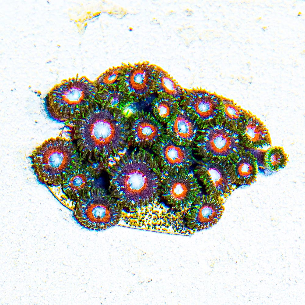 Aquacultured Tidal Gardens C-137 Zoanthid Frag (4+ Polyp Average) Size: M 0.75” to 1” Frag