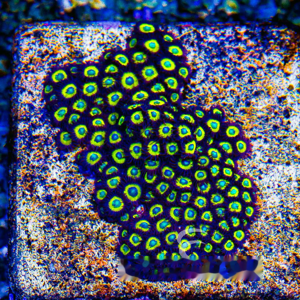 Aquacultured Black Bella Zoanthid Frag (4+Polyp Average) Size: M 0.75” to 1” Frag