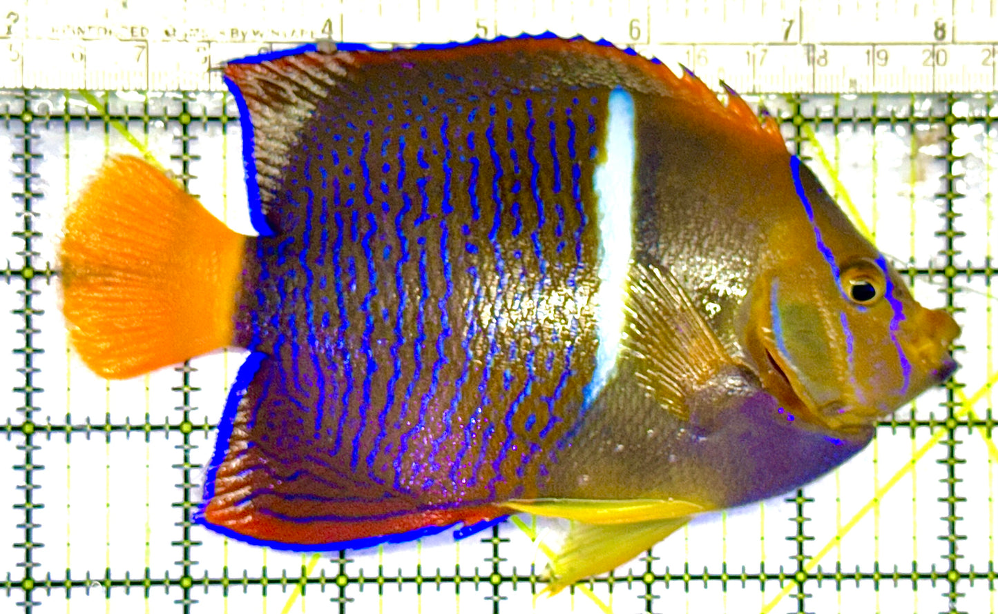 Passer King Angelfish PKA032702 WYSIWYG Size: XL 5.75" approx