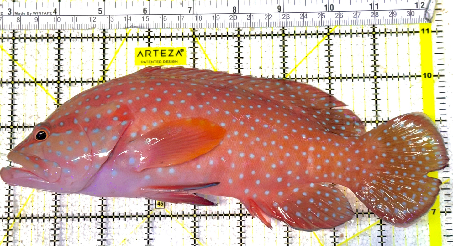 Miniatus Grouper MG031901 WYSIWYG Size: XXL 9.5" approx