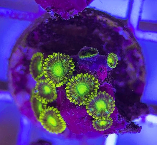 Aquacultured Zoanthids/Playthoa AZP031806 WYSIWYG