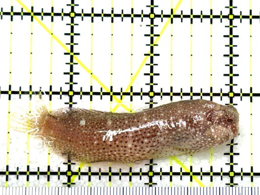 Starry Blenny SB081801 WYSIWYG Size: M 2.75" approx