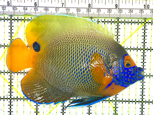 Blueface Angelfish Adult (Sumatra Vibrant Colors) BAA031303 WYSIWYG Size: XL 5.25" approx