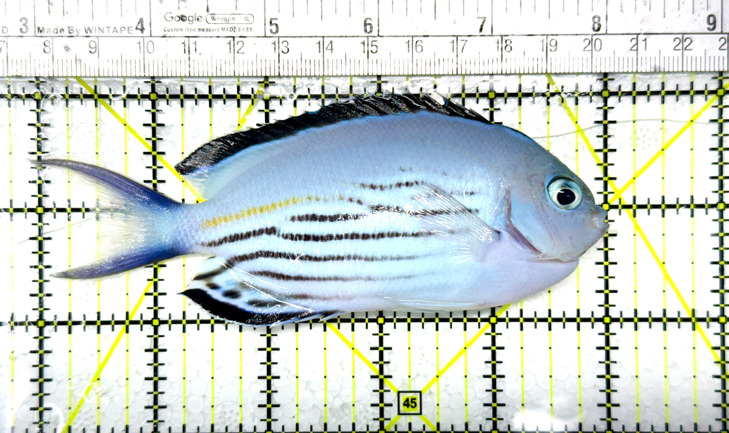 Watanabe Angelfish (Male) WAM111901 WYSIWYG Size: XL 5” Approx