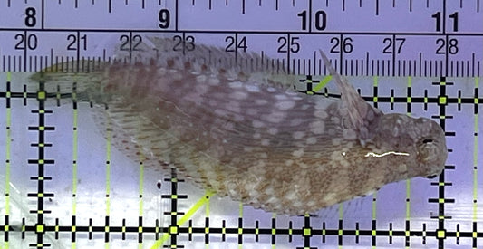 Lawnmower Blenny LB033101 WYSIWYG Size: L 3" approx