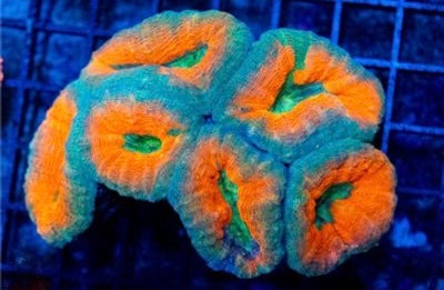 Aussie Red/Neon Lobophyllia Mother Colony ARNLMC101301 WYSIWYG