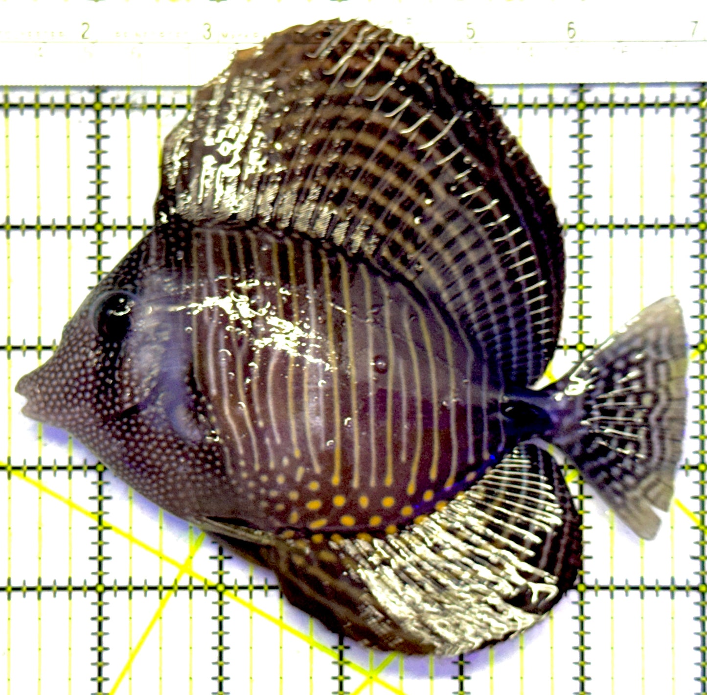 Desjardini Tang (Red Sea Sailfin Tang) DT122601 WYSIWYG Size: XL 5.75" approx