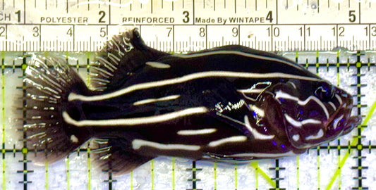 Six-Lined Soapfish SLS032701 WYSIWYG Size: ML 4" approx