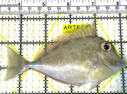 Unicorn Tang UT032101 WYSIWYG Size: ML 4.5" approx
