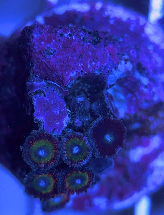 Aquacultured Zoanthids/Playthoa AZP031610 WYSIWYG
