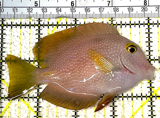 Yellow Eye Kole Tang (Spotted) YEKT031801 WYSIWYG Size: M 4" approx