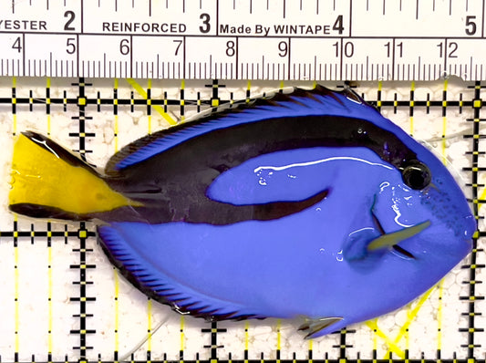 Blue Hippo Tang BHT030304 WYSIWYG Size: M 3.5" approx