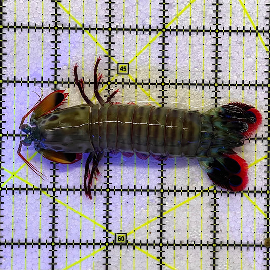 Mantis Shrimp Size: L 4.25" WYSIWYG MTS112305
