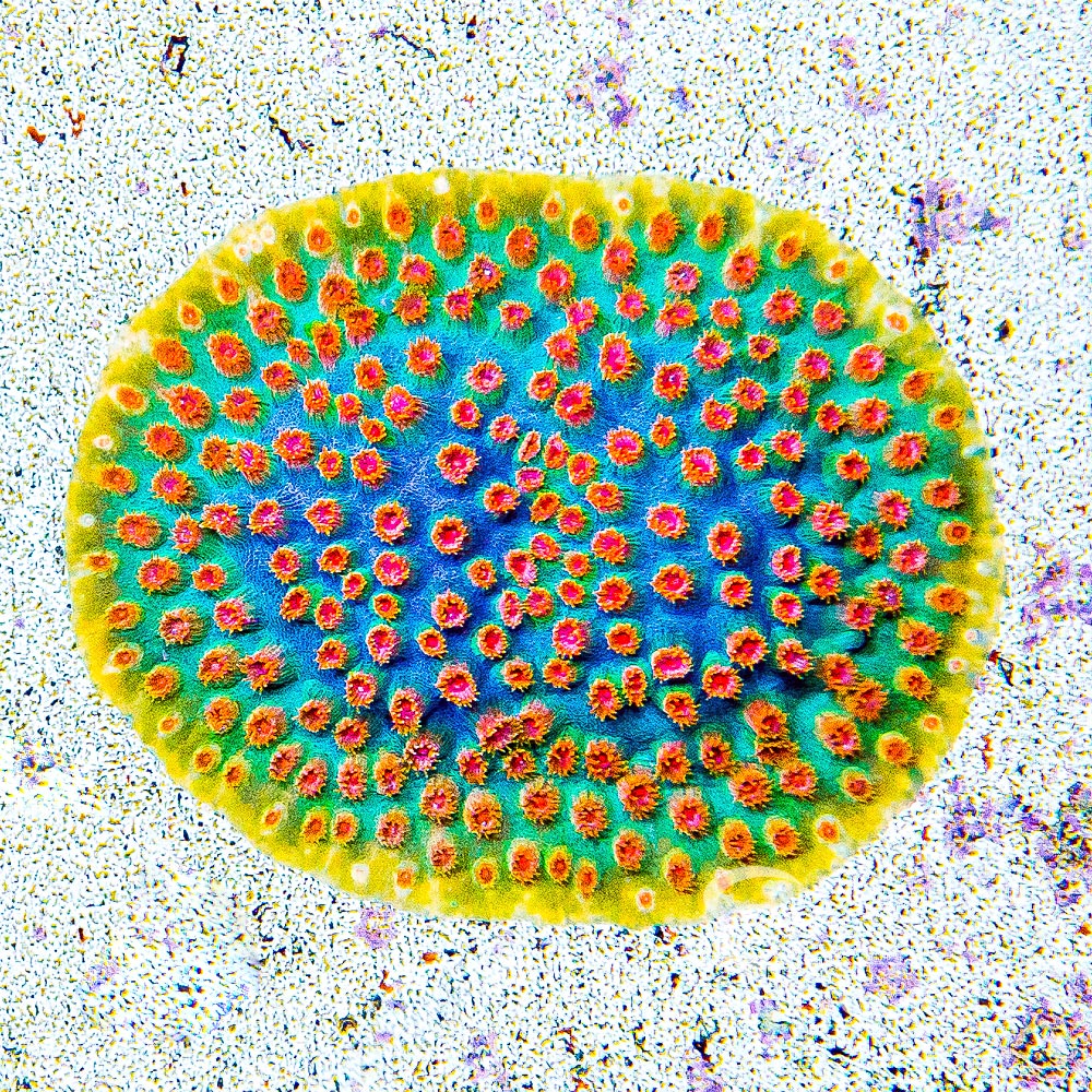 Candyland Cyphastrea Frag (Aquacultured) Size: M 0.5" to 0.75" Approx Frag