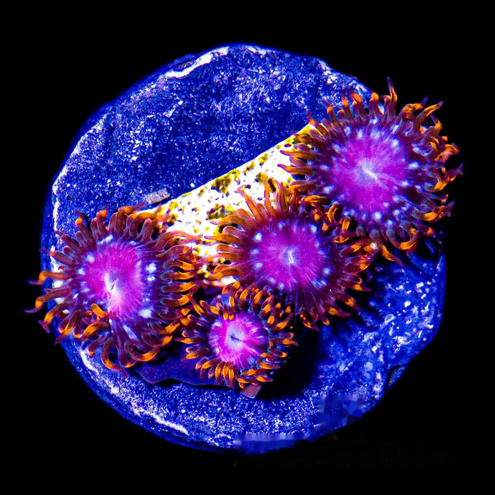 Sunburst Zoanthid Frag (4+ Polyp Average, Aquacultured) Size: M 0.75” to 1” Approx Frag