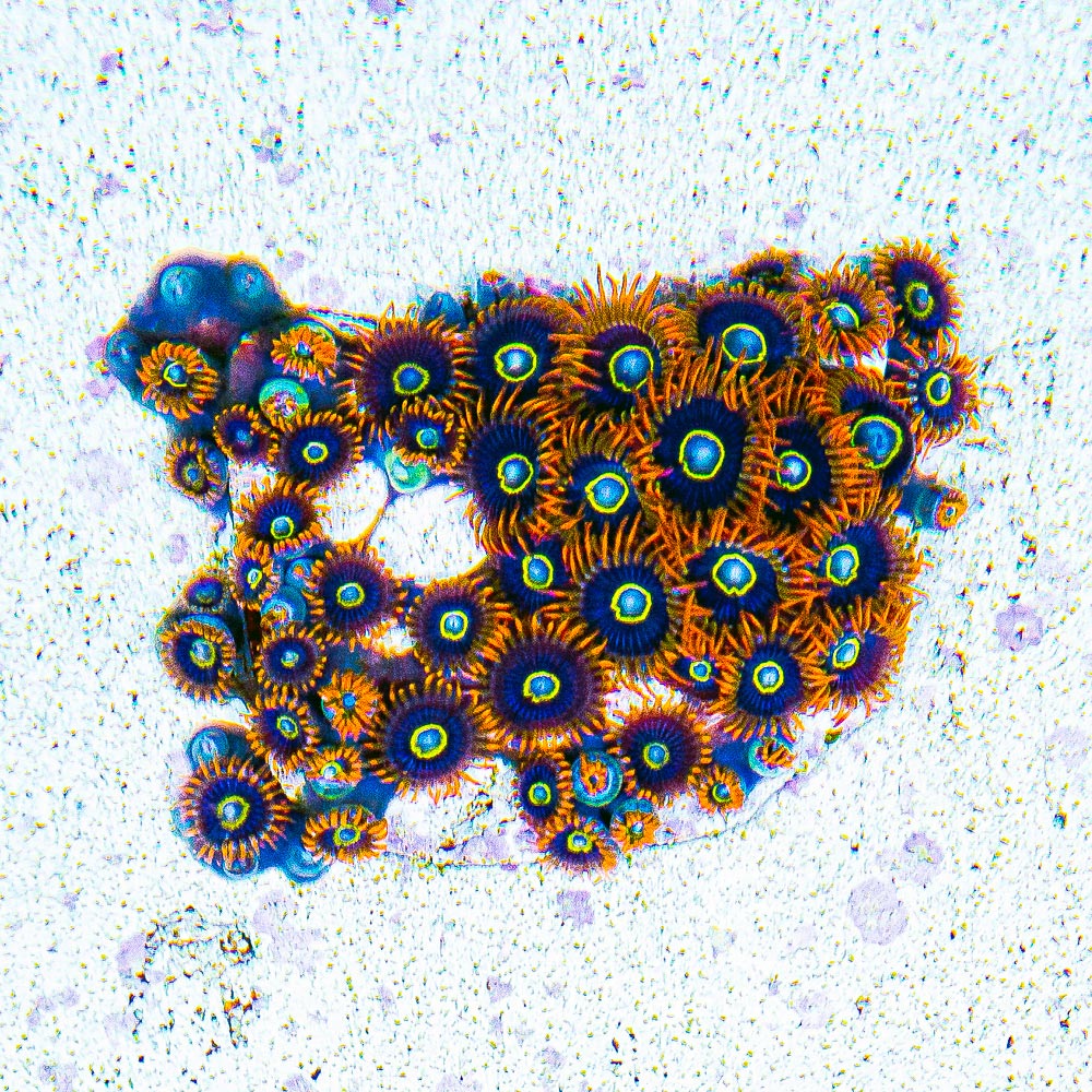 Rainbow Hornet Zoanthid Frag (4+ Polyp Average, Aquacultured) Size: M 0.75” to 1” Approx Frag