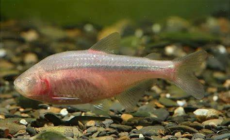 Astyanax Fish