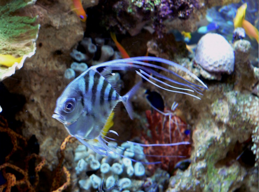 Threadfin Trevally Size: XL 5" to 6"
