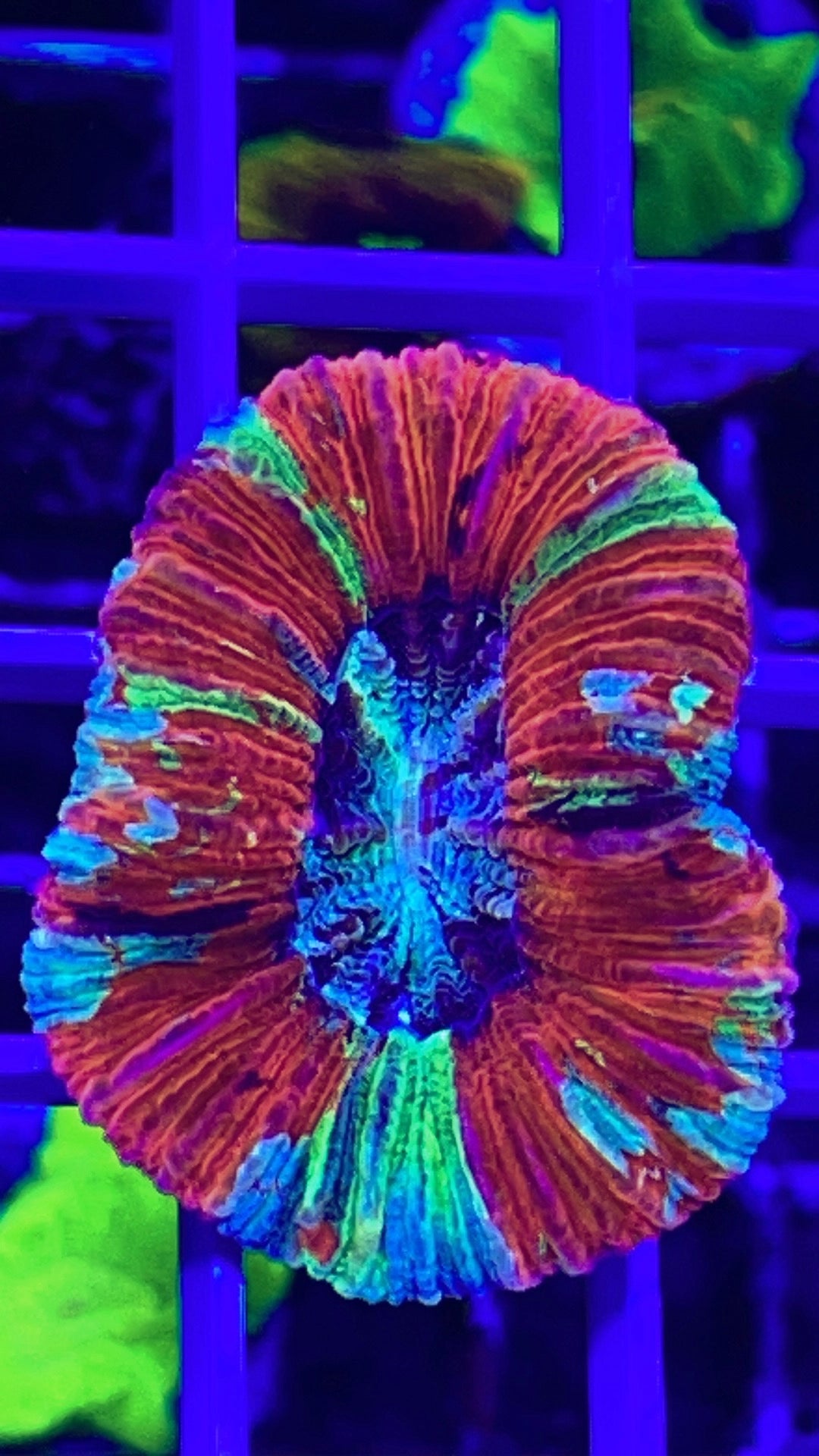 Indo Ultra Trachyphyllia