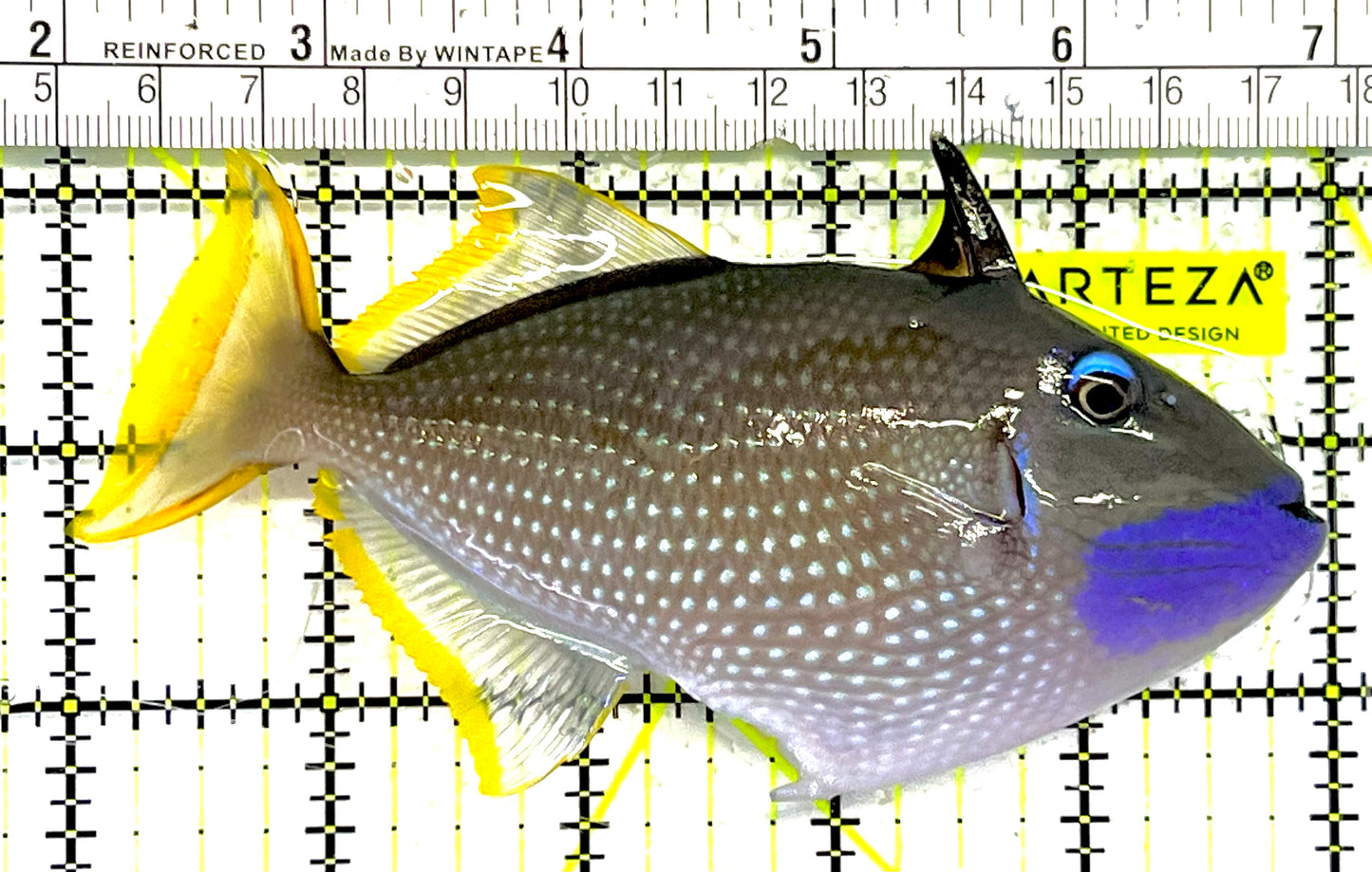 Male Blue Throat Triggerfish (Reefsafe) MBTT032101 WYSIWYG Size: L 5" approx