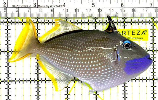 Male Blue Throat Triggerfish (Reefsafe) MBTT032101 WYSIWYG Size: L 5" approx