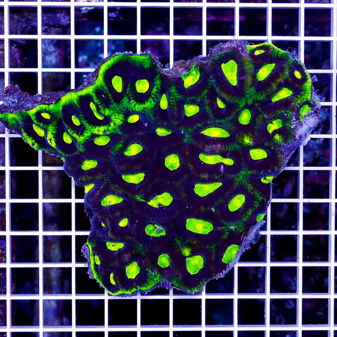 Aussie Ultra Black Rim Neon Prism Favia AUBRNPF022601 WYSIWYG