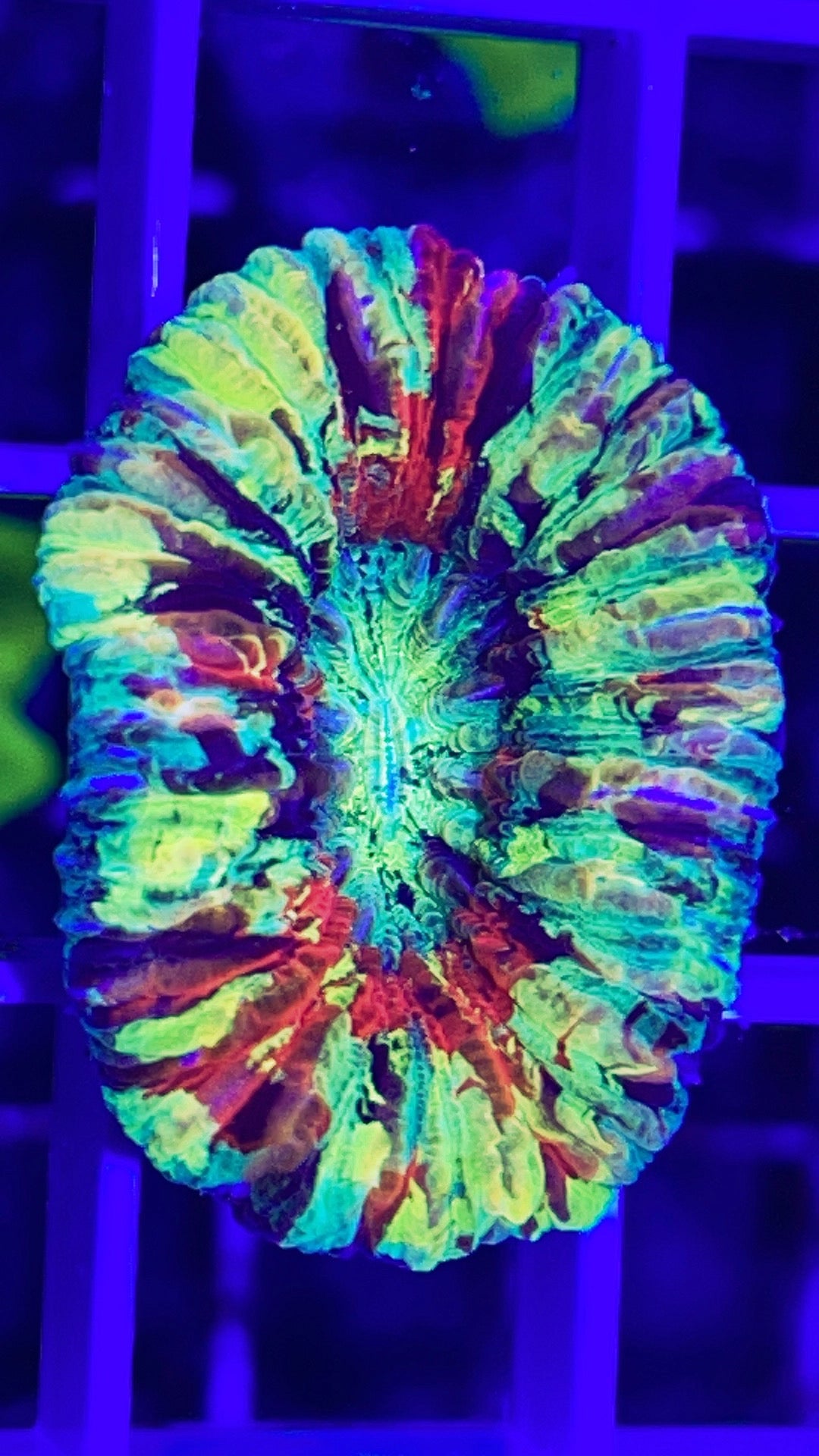 Indo Ultra Trachyphyllia