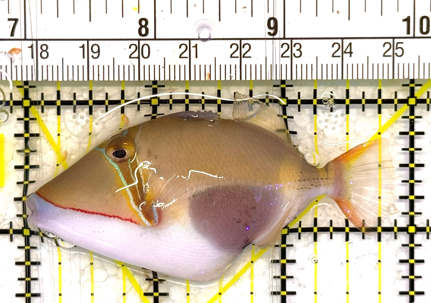 Bursa Triggerfish BT033102 WYSIWYG Size: ML 3" approx