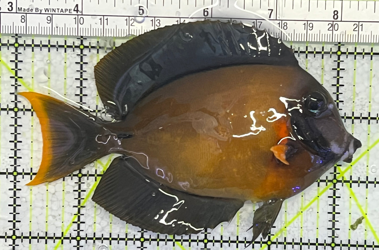 Chocolate Tang (Yellow Mimic when Juvenile) CT033103 WYSIWYG Size: L 5.25" approx