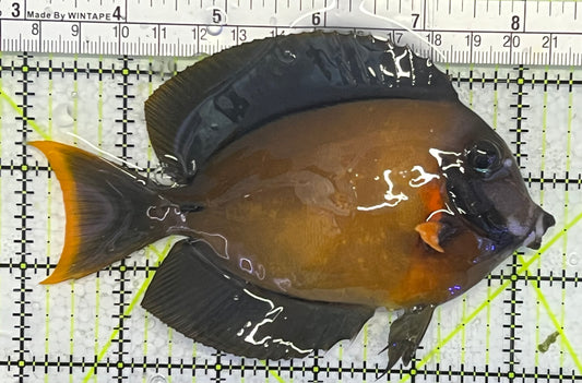 Chocolate Tang (Yellow Mimic when Juvenile) CT033103 WYSIWYG Size: L 5.25" approx