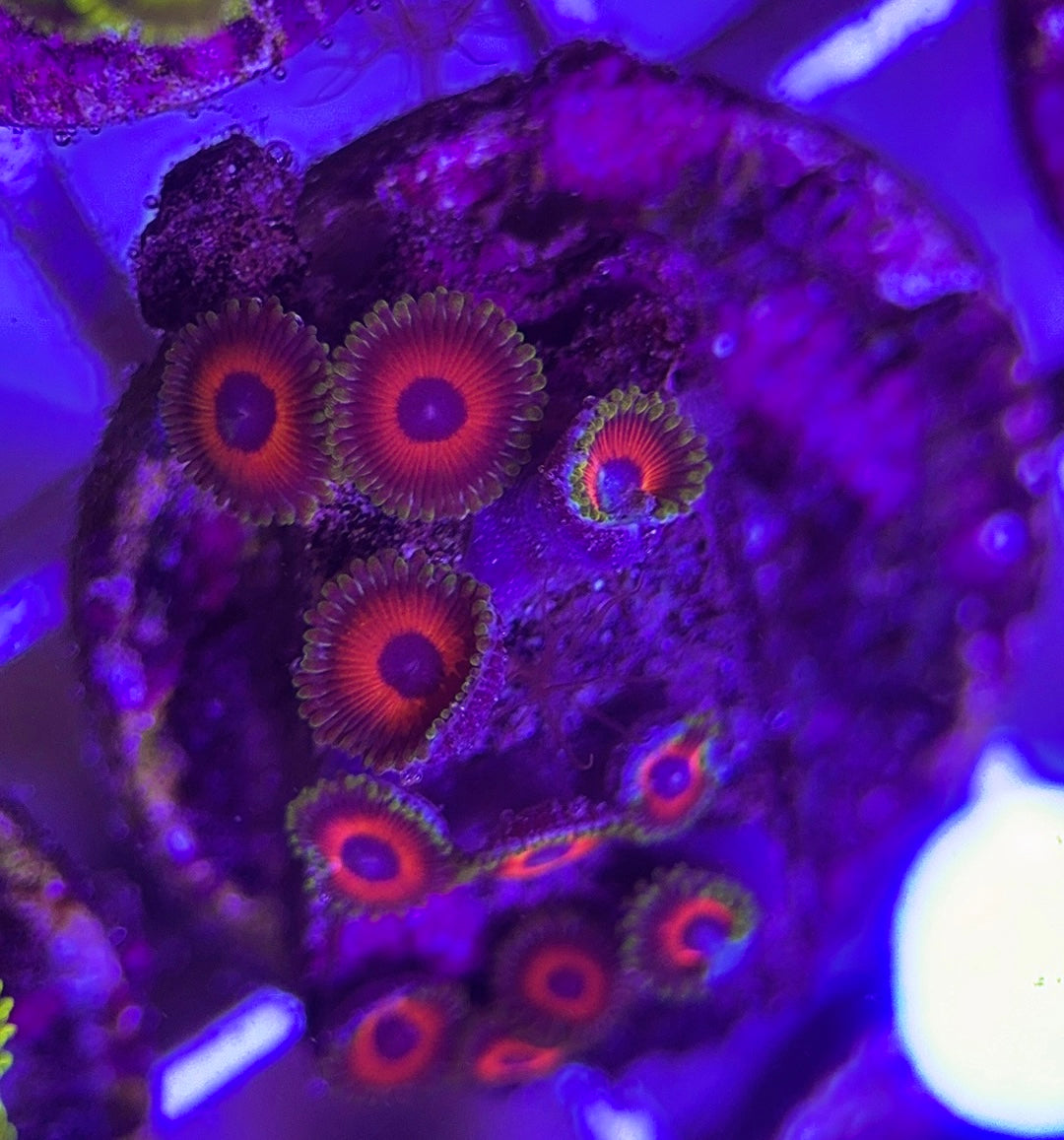 Aquacultured Zoanthids/Playthoa AZP031805 WYSIWYG